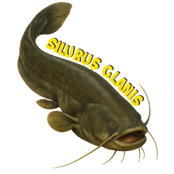 T-SHIRT - Silurus Glanis