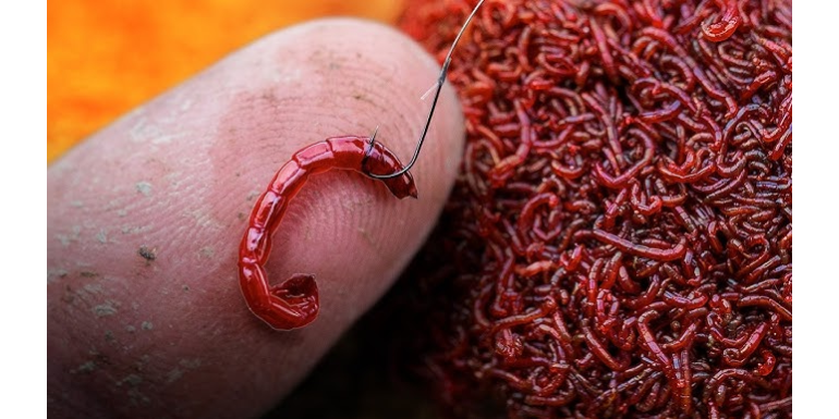 Vers de vase et poissons blancs : les choses à savoir avant de les utiliser
