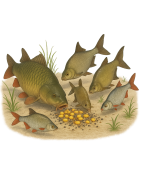 Pêche au coup | Matériel et accessoires pêche au coup