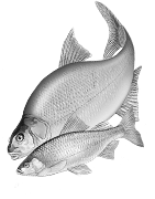 Pêche au coup | Matériel et accessoires pêche au coup