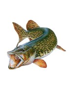 Pêche aux Carnassiers : Leurres, Cannes & Matériel Pro | La Pêche en Ligne