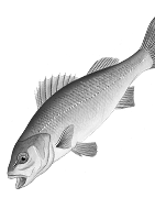 Pêche en Mer : Matériel Pro, Leurres & Techniques | La Pêche en Ligne